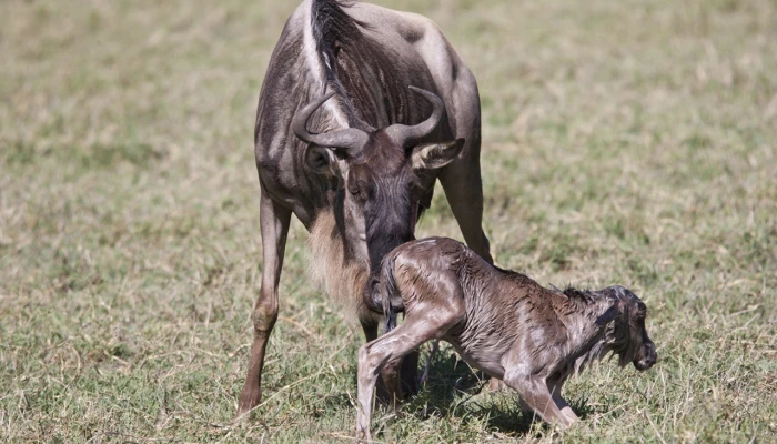 Calving Season