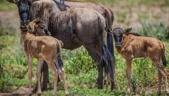 Calving Season