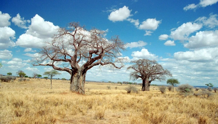 Baobab Trees of the Tarangire National Park