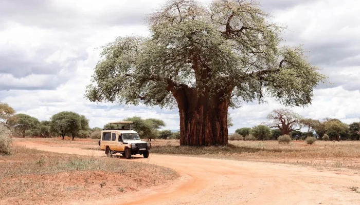 Baobab Trees of the Tarangire National Park