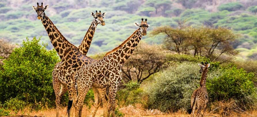 Serengeti & Ngorongoro Safari Package 3 Days