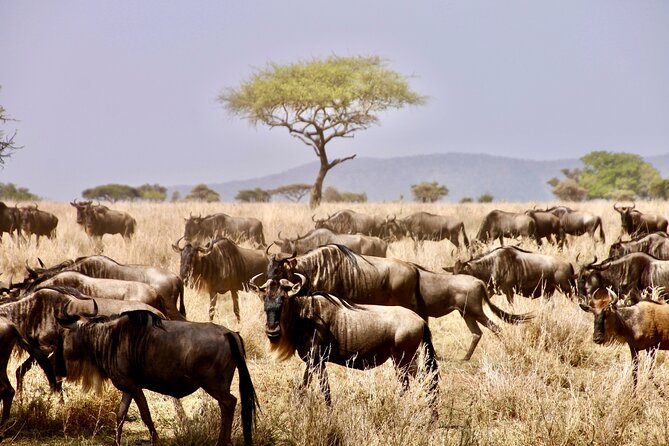 Tanzania And Kenya Safari