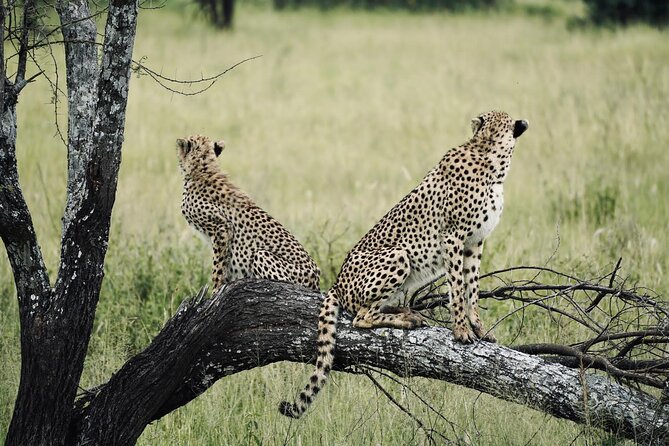Tanzania Safari Terms and Conditions