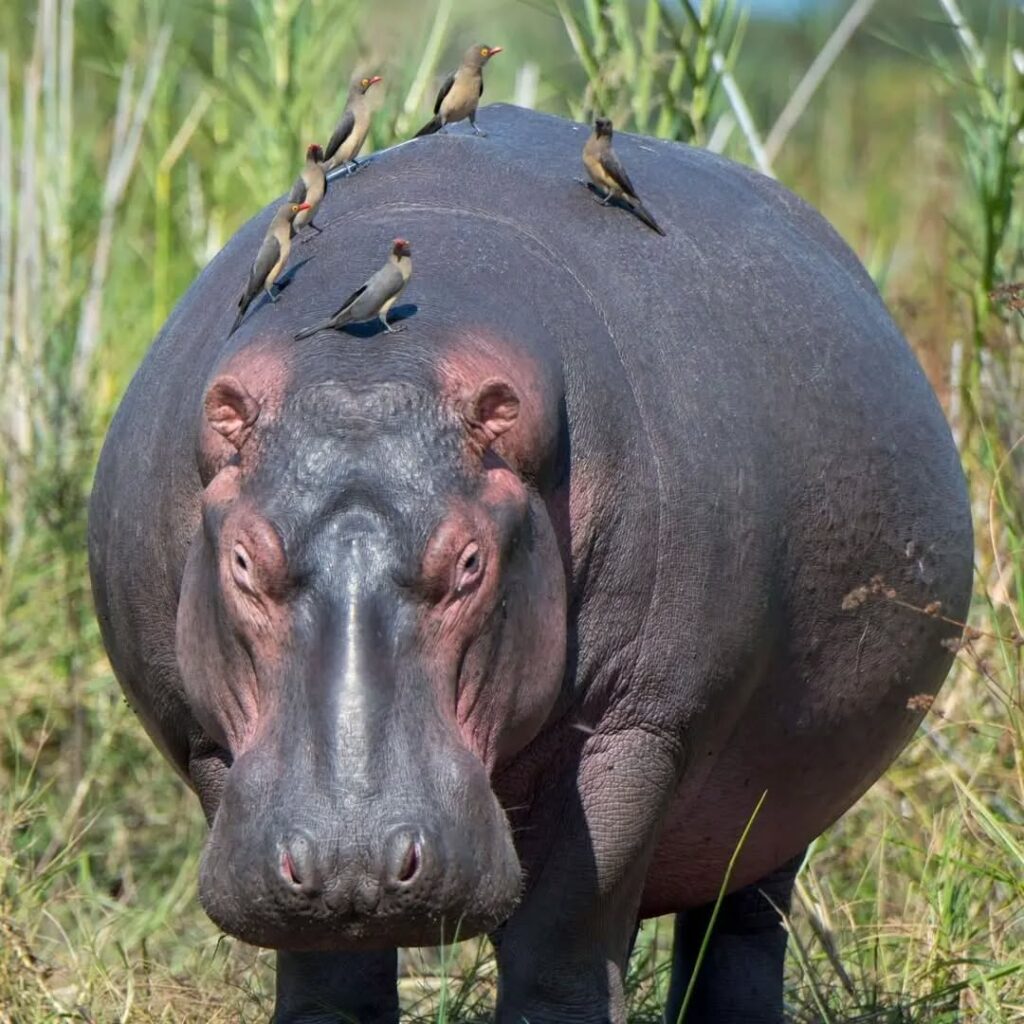 Tanzania Safaris
