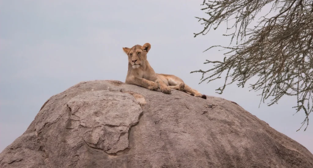 Tanzania Safari Cost
